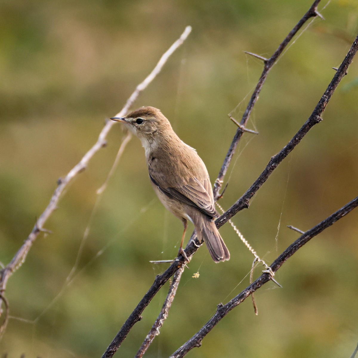 Booted Warbler - ML646276256
