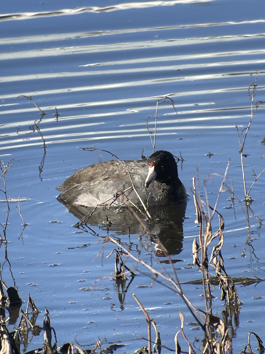 American Coot - ML646276257