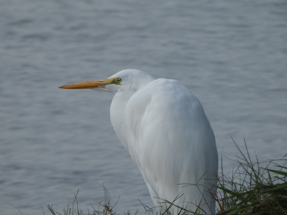 Koartza zuria (amerikarra) - ML646276259