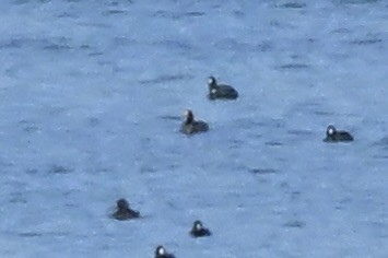 ヒドリガモ - ML646276261