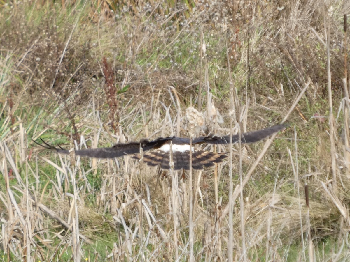 Hudsonweihe - ML646276262