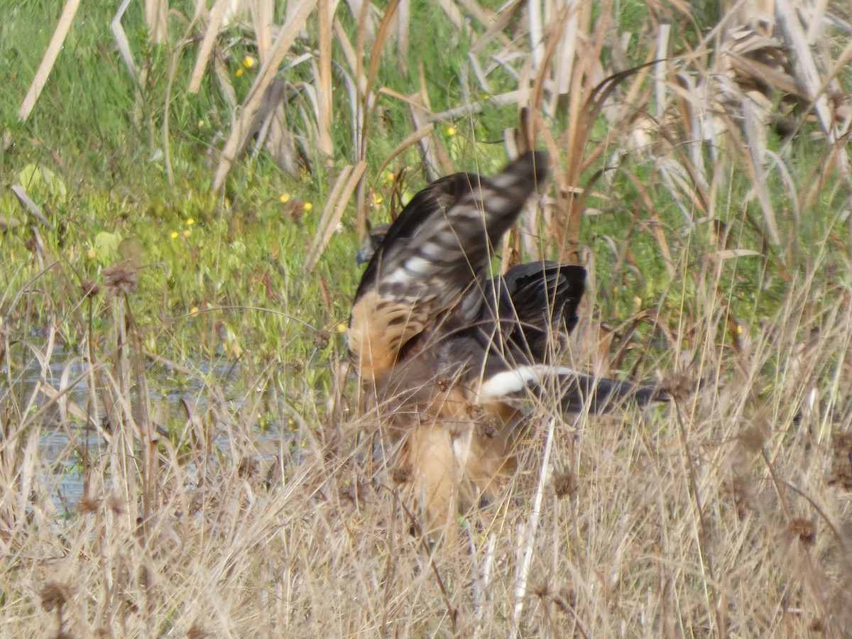 Hudsonweihe - ML646276263