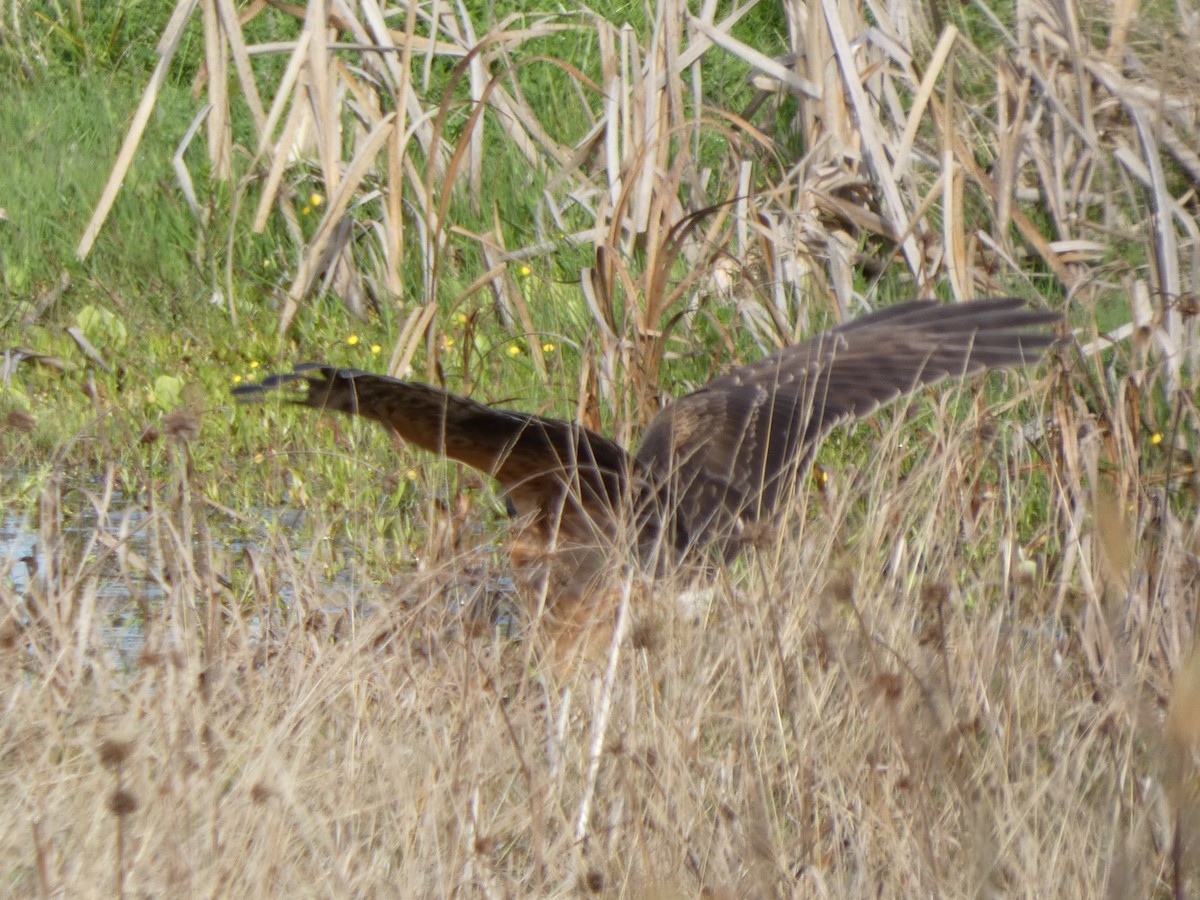 Hudsonweihe - ML646276265