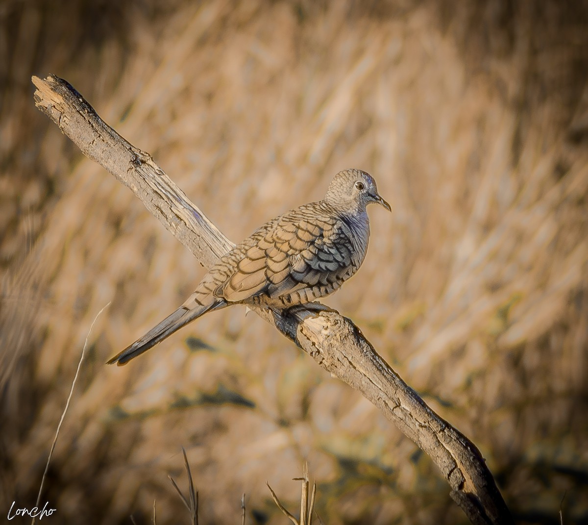 Inca Dove - ML646276266