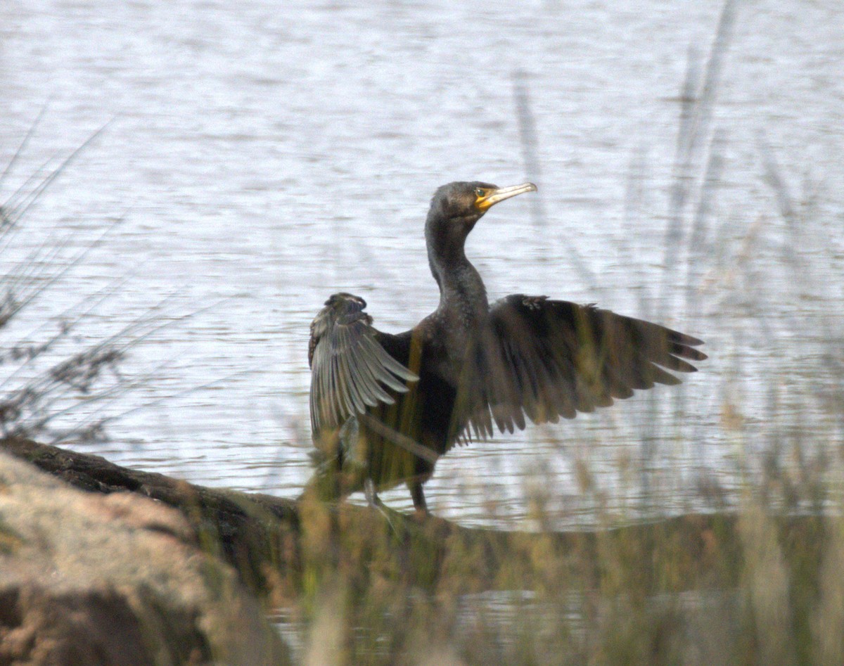 Great Cormorant (Australasian) - ML646276267