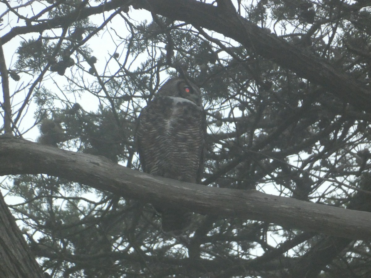 výr virginský - ML646276272