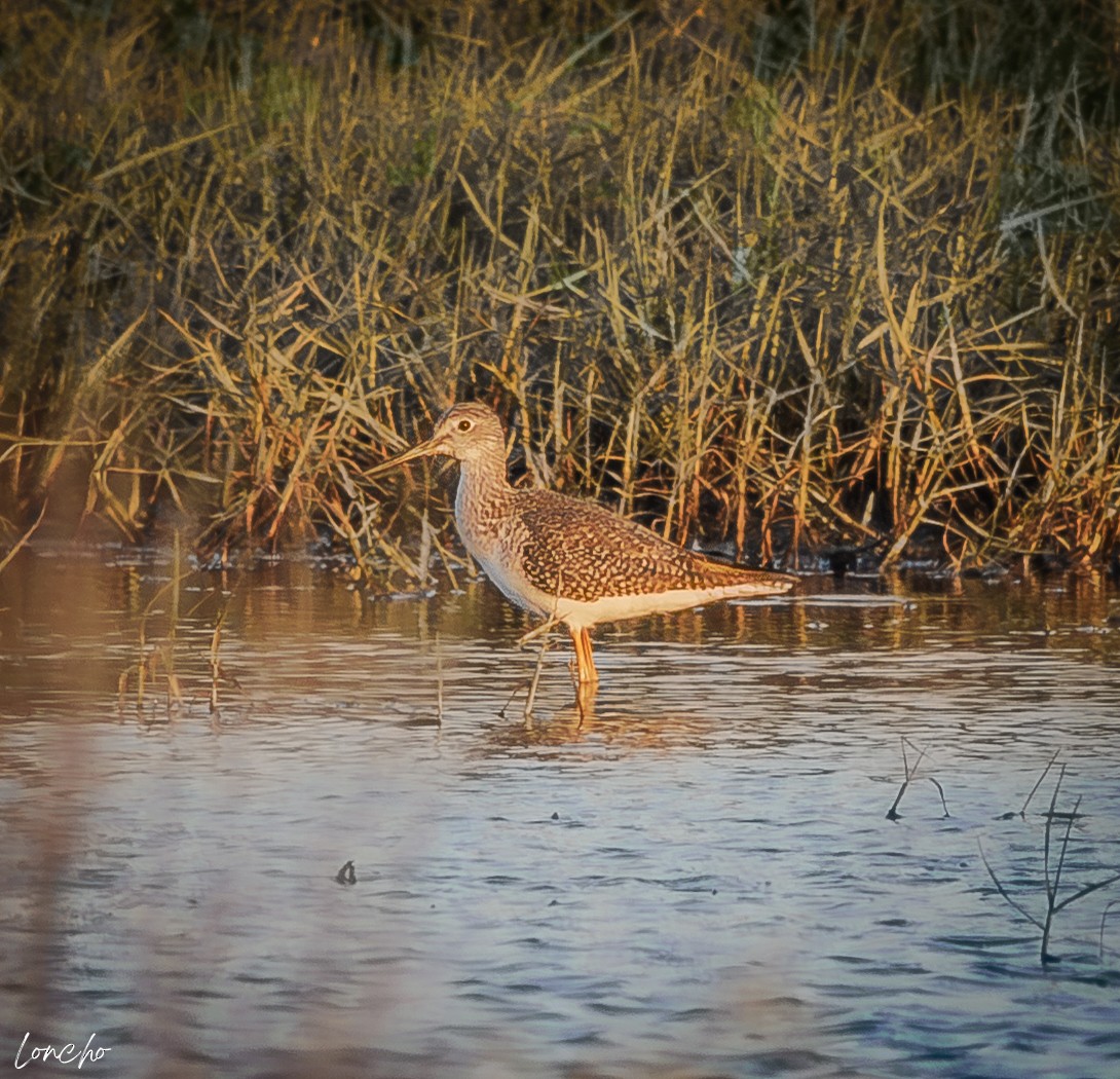 Greater Yellowlegs - ML646276273