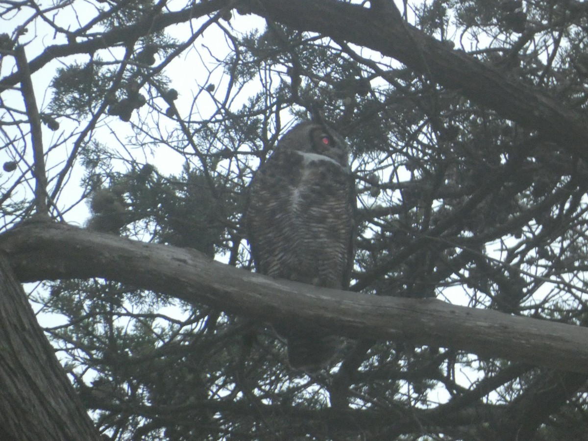 výr virginský - ML646276274