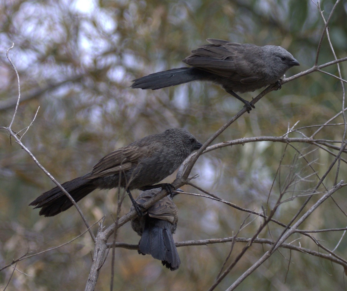 popeláč šedý - ML646276275
