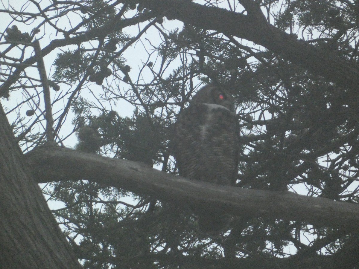 výr virginský - ML646276276