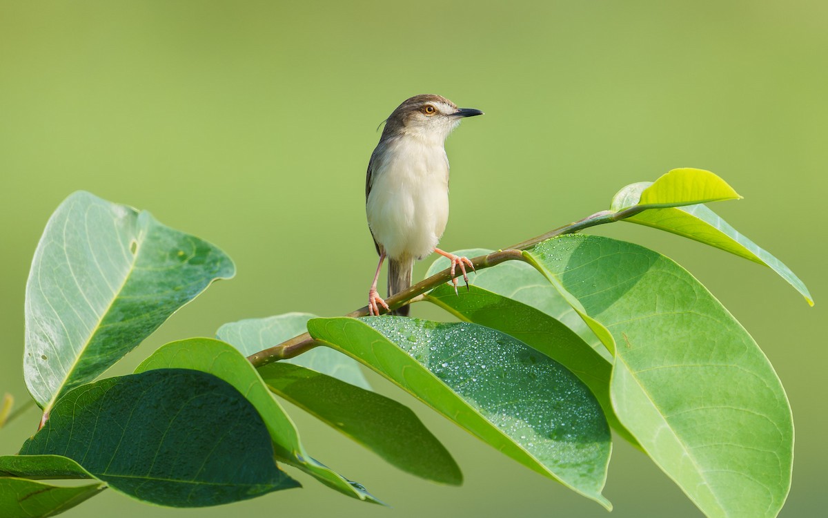褐頭鷦鶯 - ML646276277