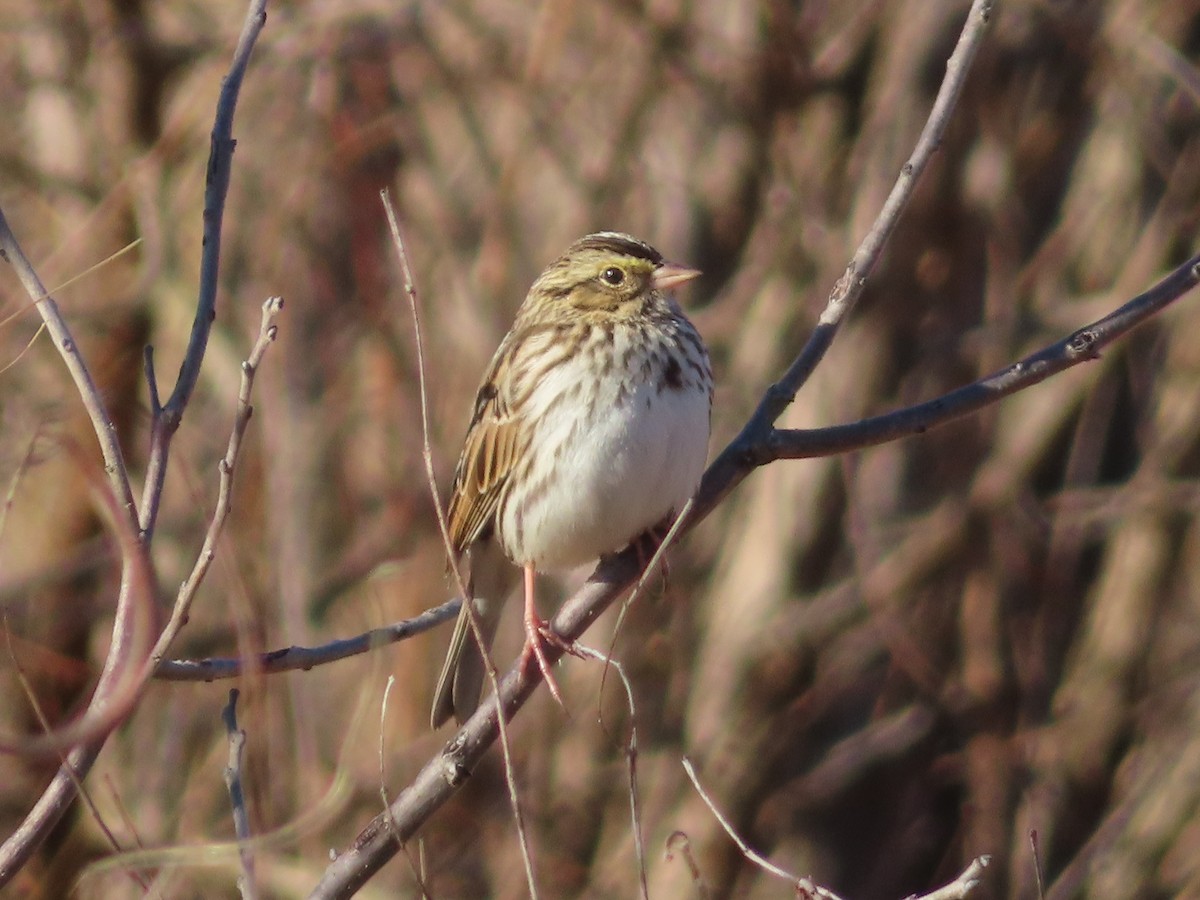Savannah Sparrow - ML646276278