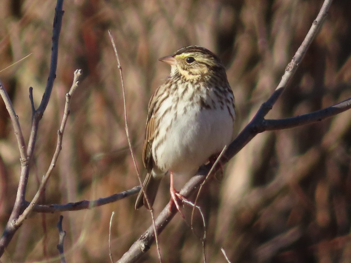 Savannah Sparrow - ML646276280