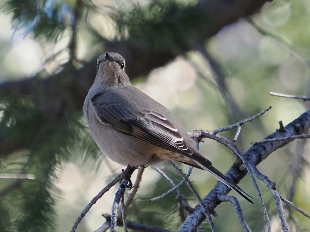 lesňák západní - ML646276281