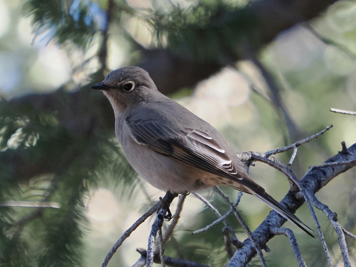 lesňák západní - ML646276282