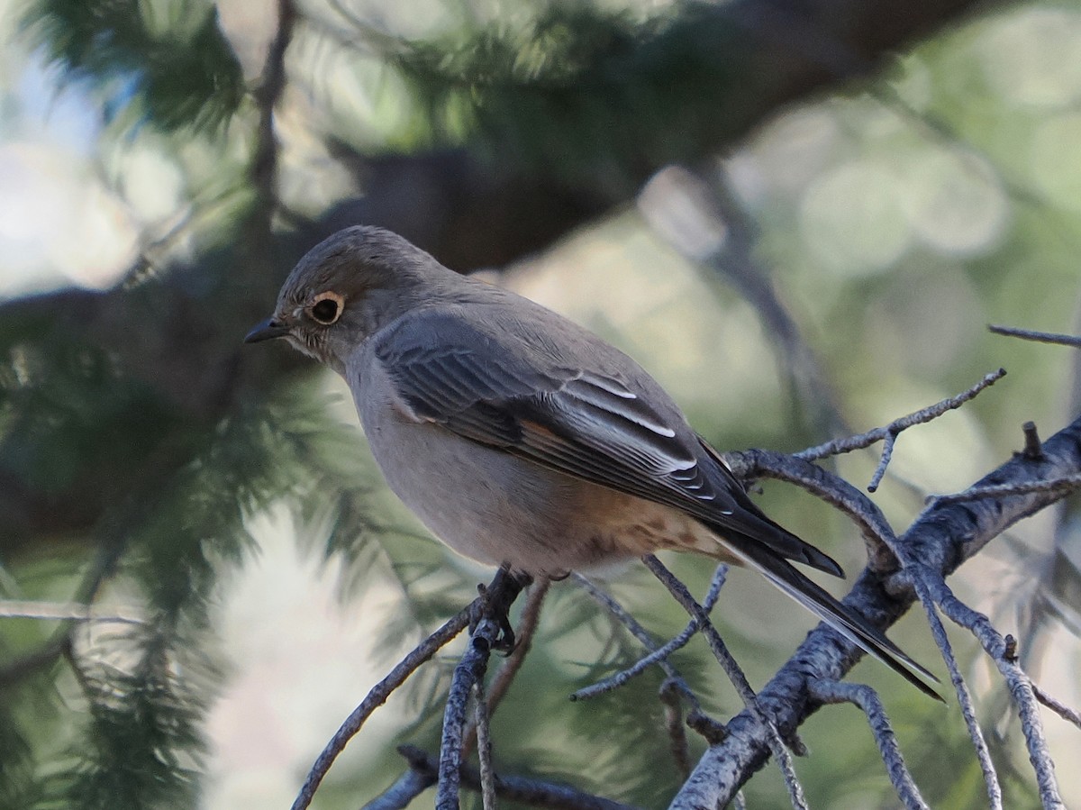 lesňák západní - ML646276284