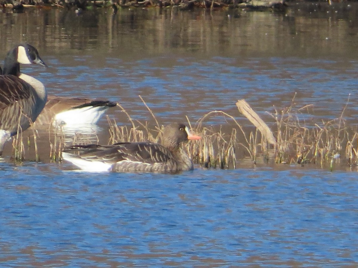 Greater White-fronted Goose - ML646276289