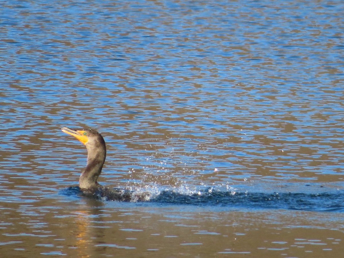 Double-crested Cormorant - ML646276292