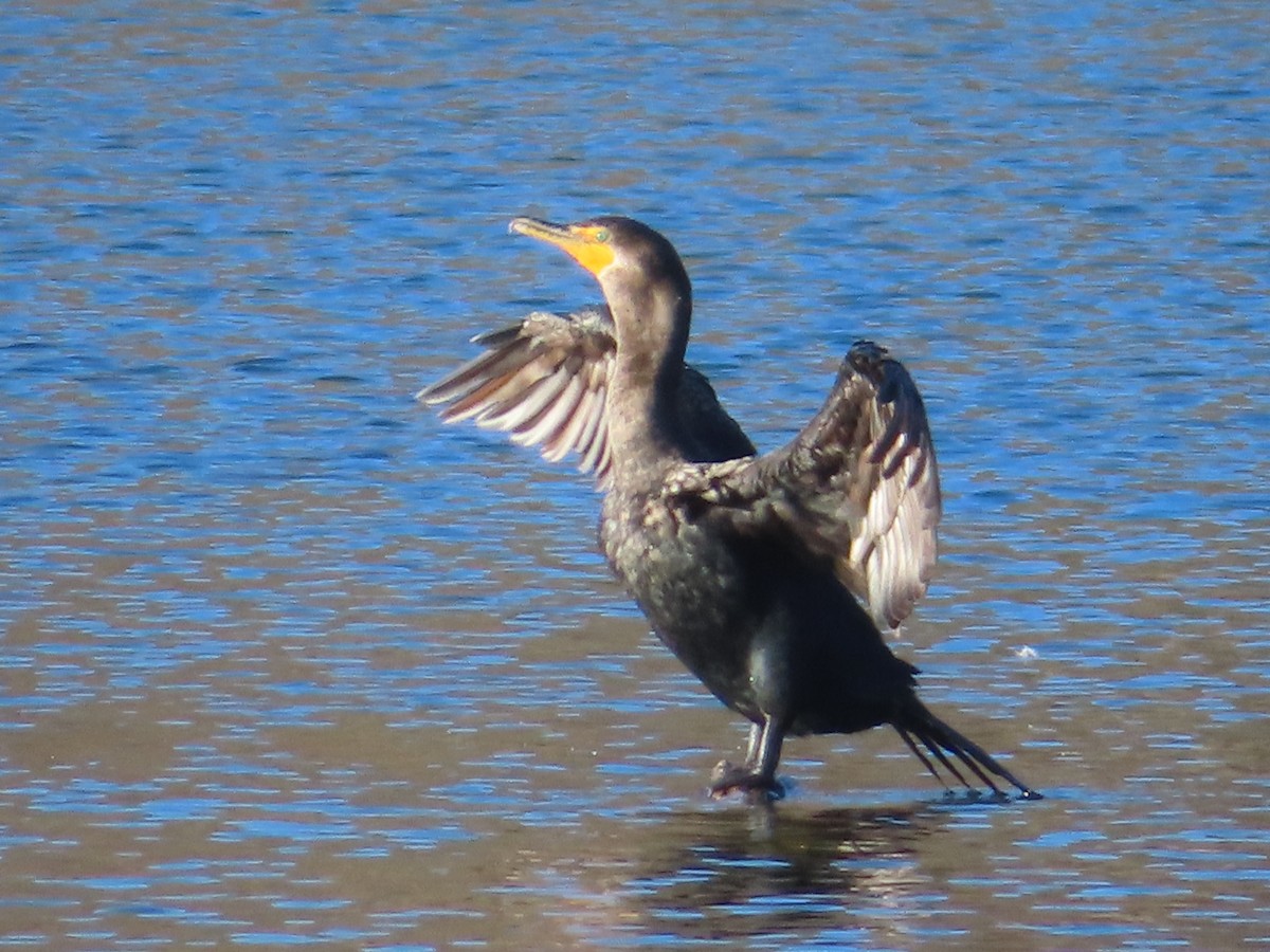 Double-crested Cormorant - ML646276295