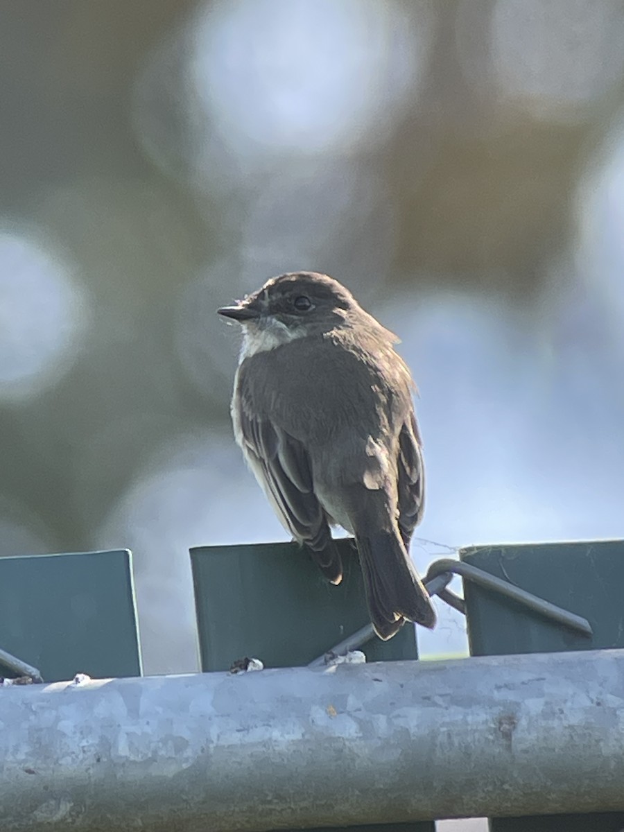 Eastern Phoebe - ML646276302