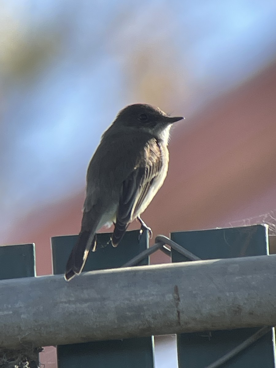 Eastern Phoebe - ML646276303