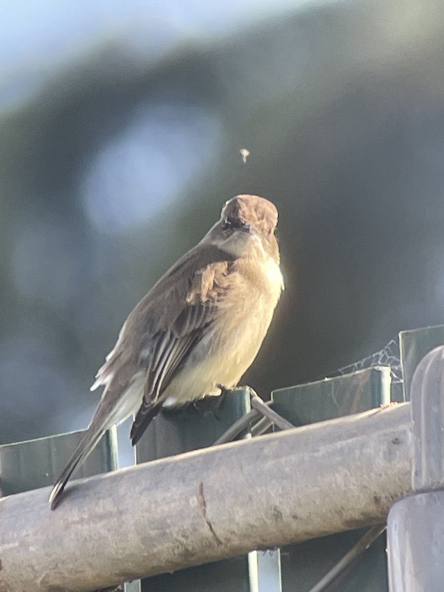 Eastern Phoebe - ML646276304