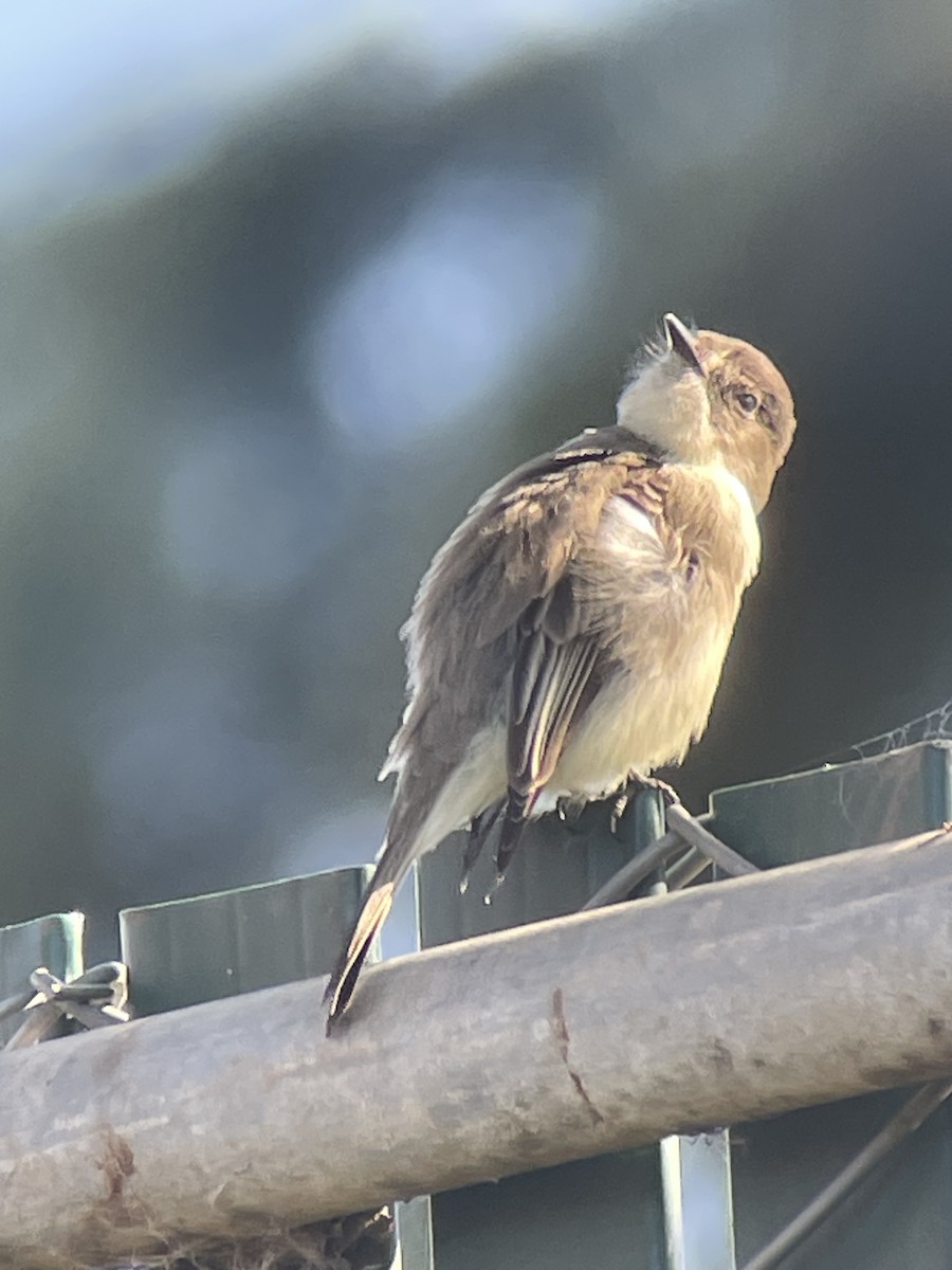 Eastern Phoebe - ML646276305