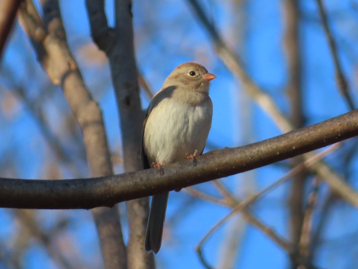 Field Sparrow - ML646276306