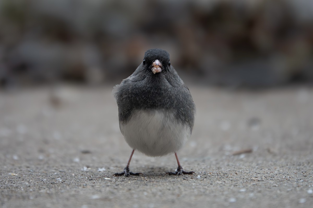 Dark-eyed Junco - ML646276308