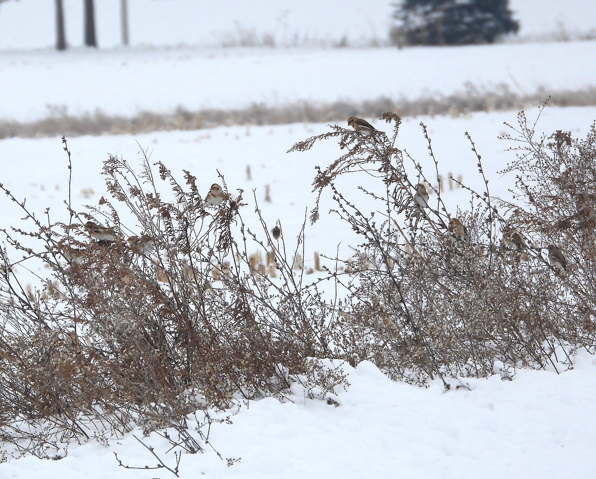 Snow Bunting - ML646276312