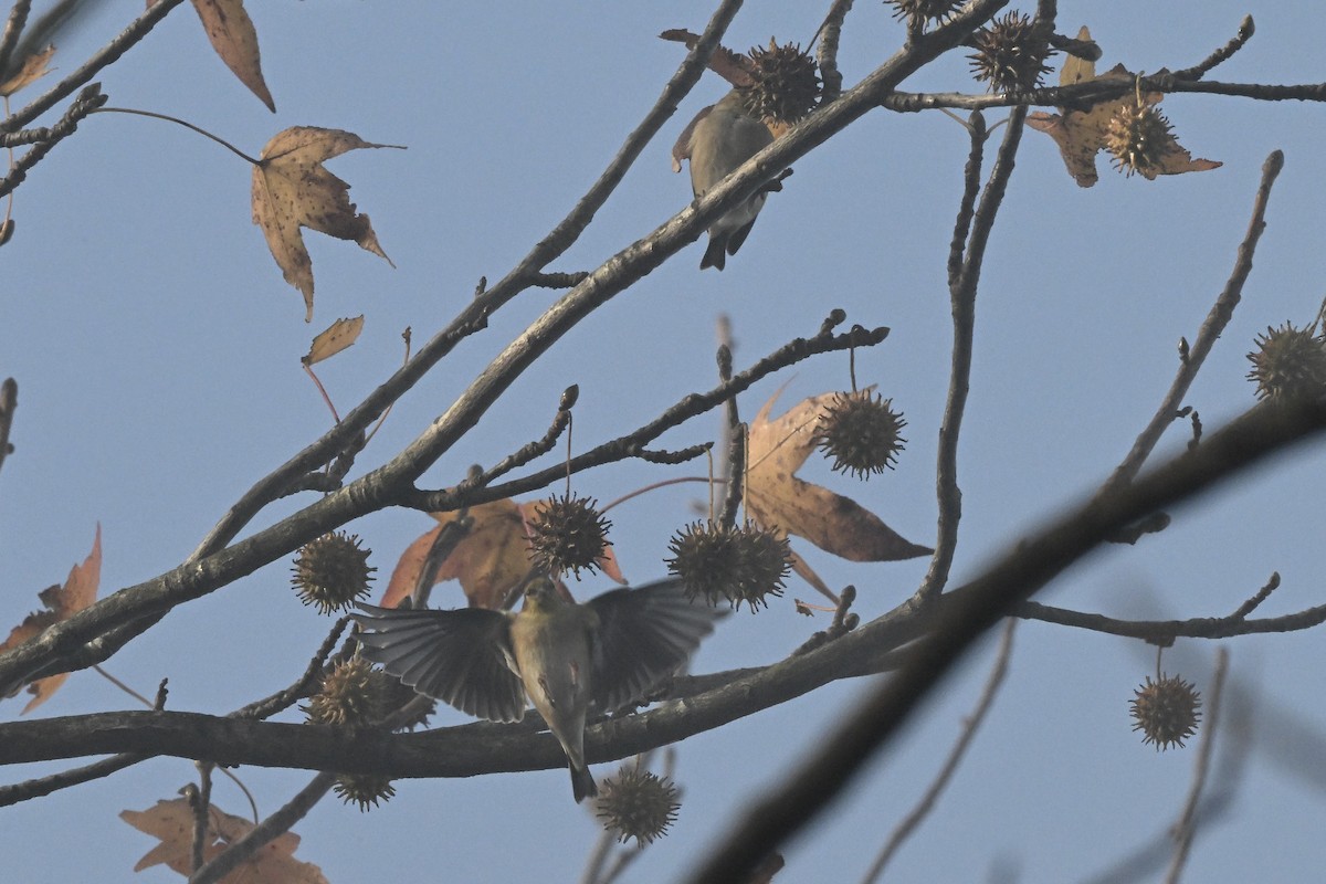 オウゴンヒワ - ML646276313