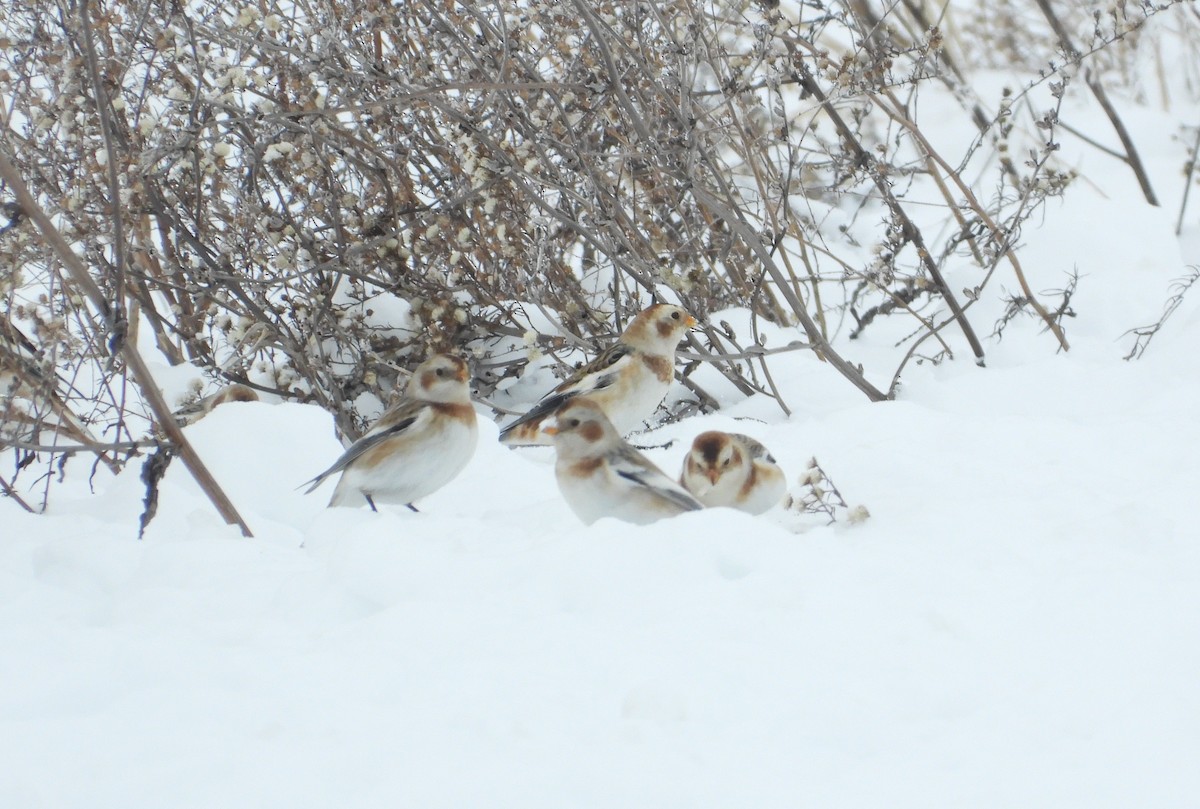 Snow Bunting - ML646276314