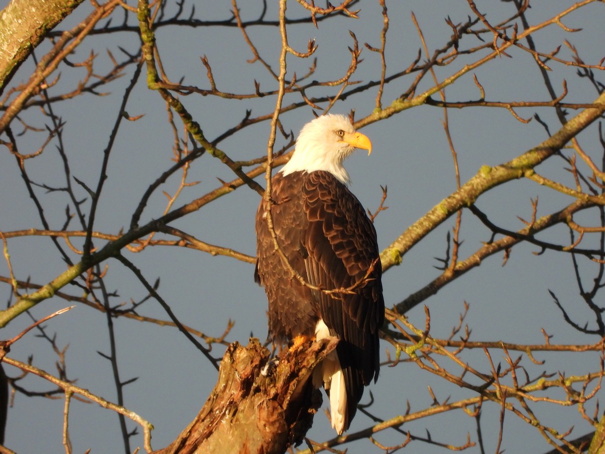 Pygargue à tête blanche - ML646276318