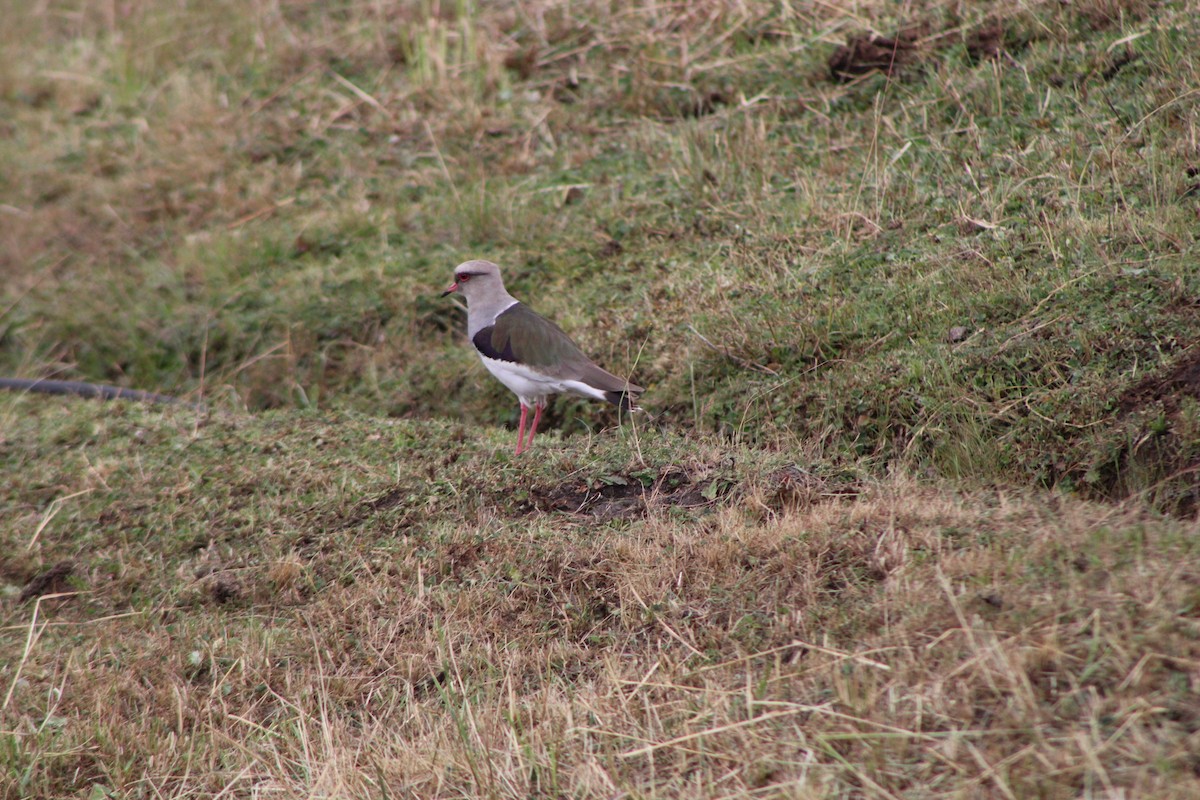 Andean Lapwing - ML646276319