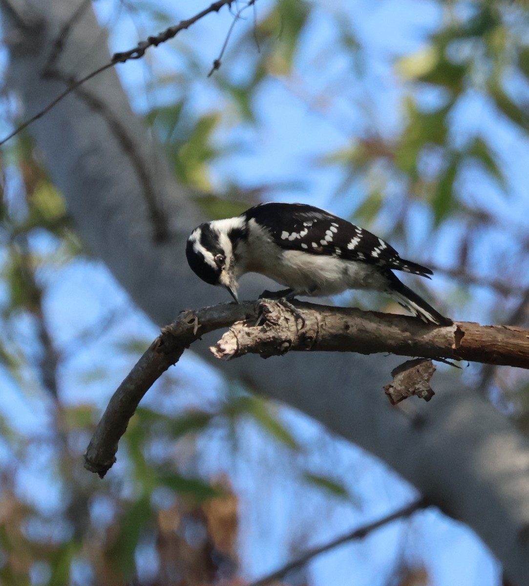 Pico Pubescente - ML646276320