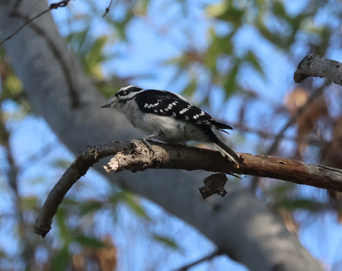 Pico Pubescente - ML646276321