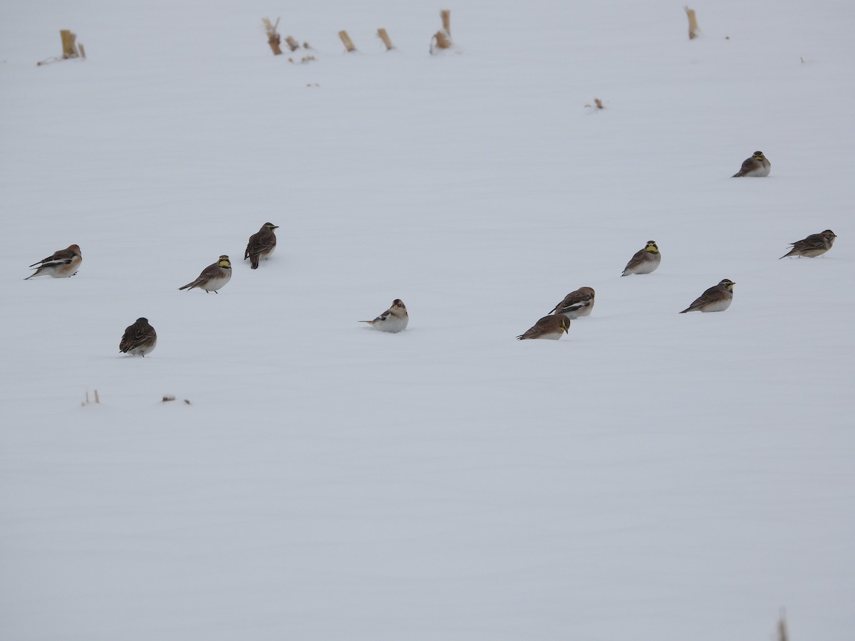 Horned Lark - ML646276325