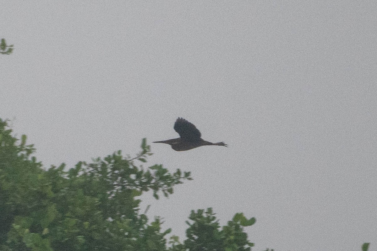 Black Bittern - ML646276328