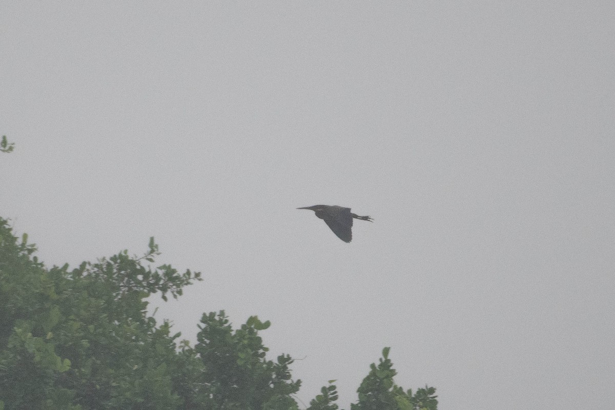 Black Bittern - ML646276329