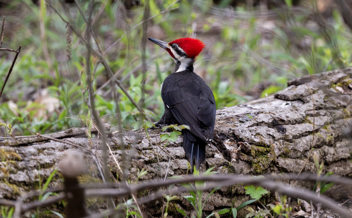 Pileated Woodpecker - ML646276331