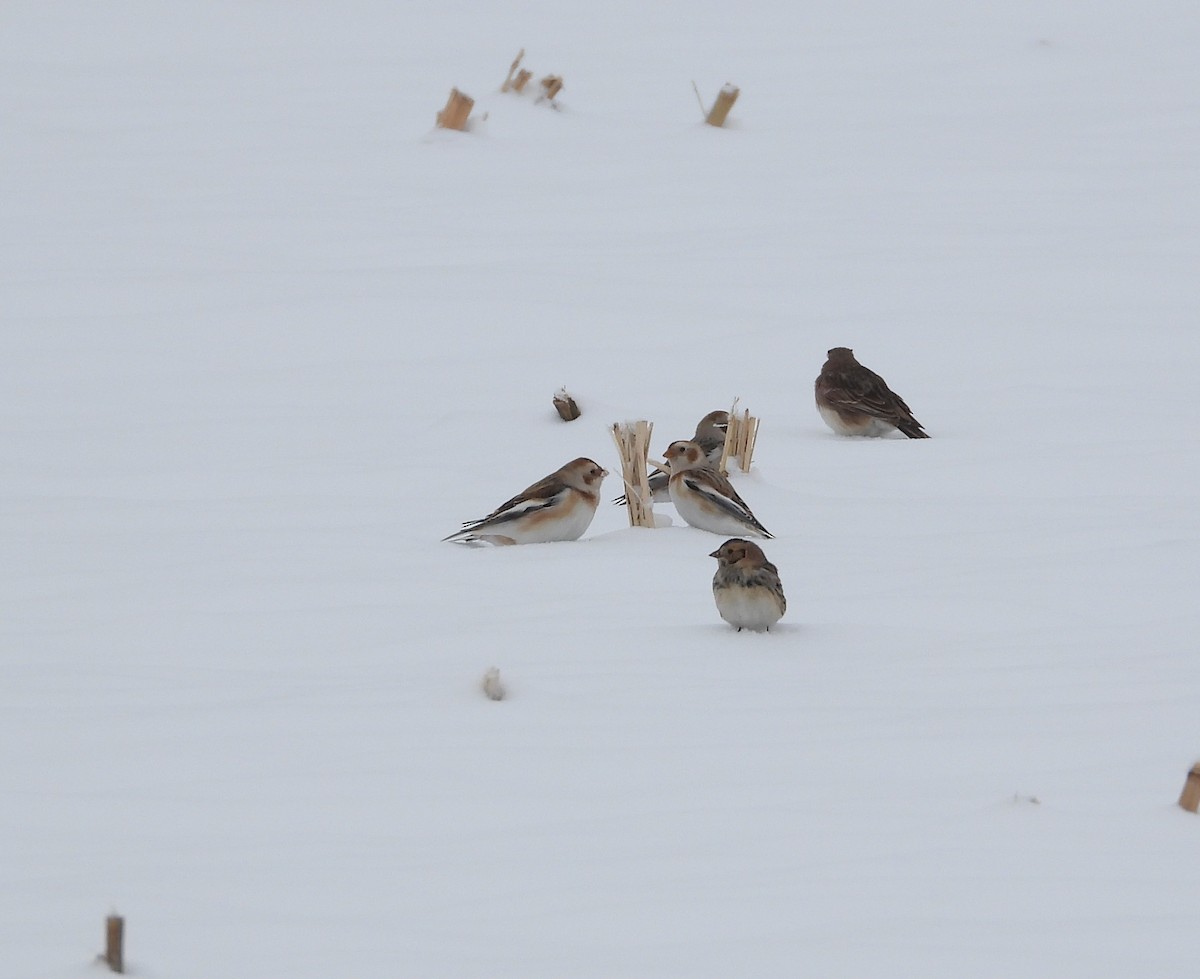 גיבתון שלג - ML646276332
