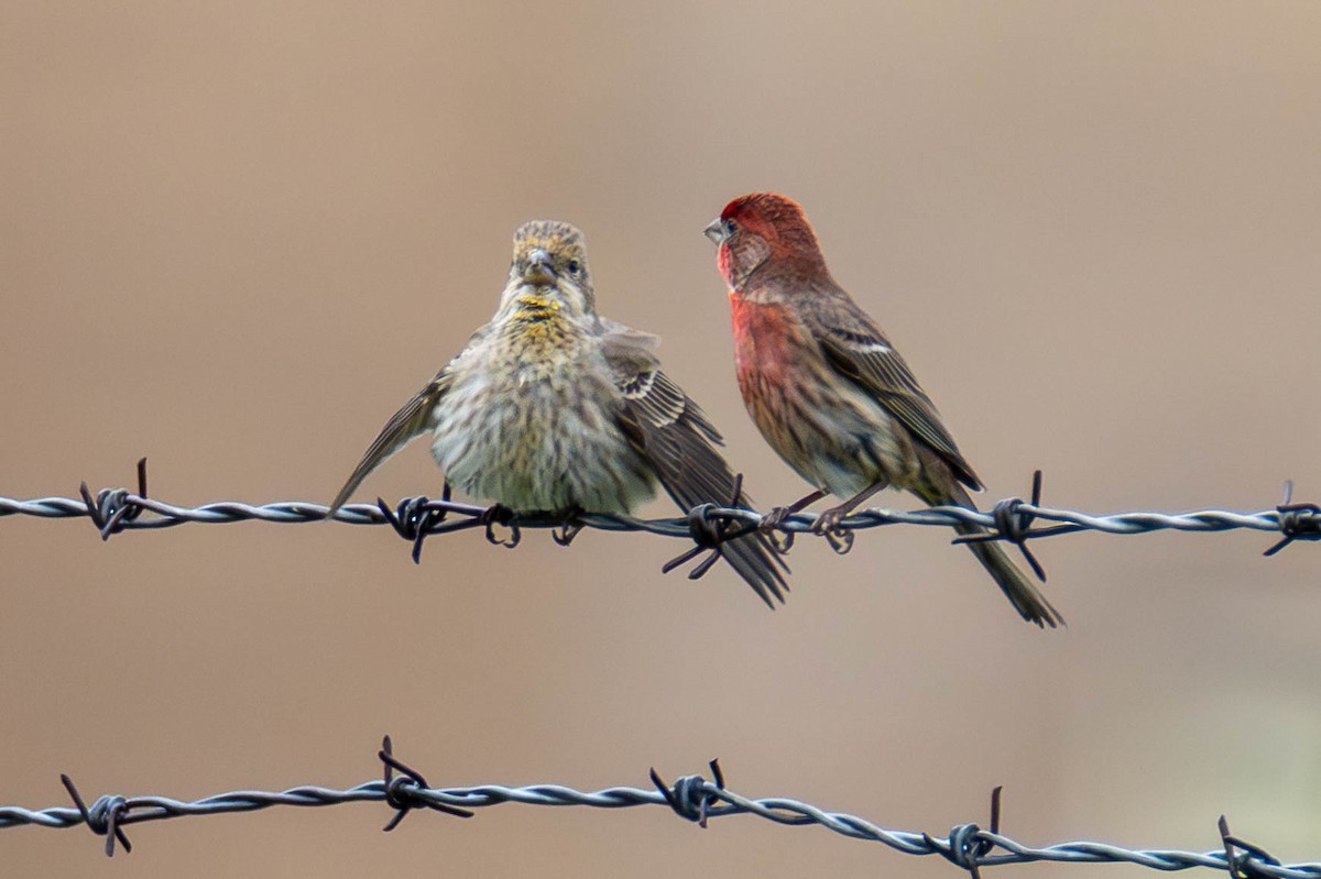 House Finch - ML646276333