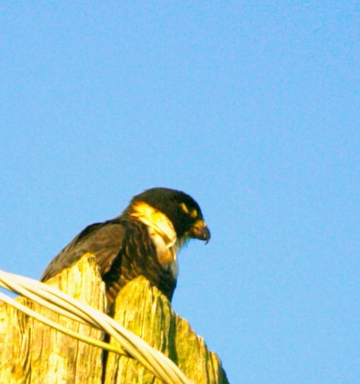 Bat Falcon - ML646276335