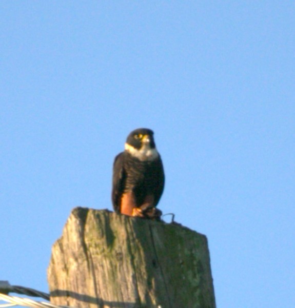 Bat Falcon - ML646276336