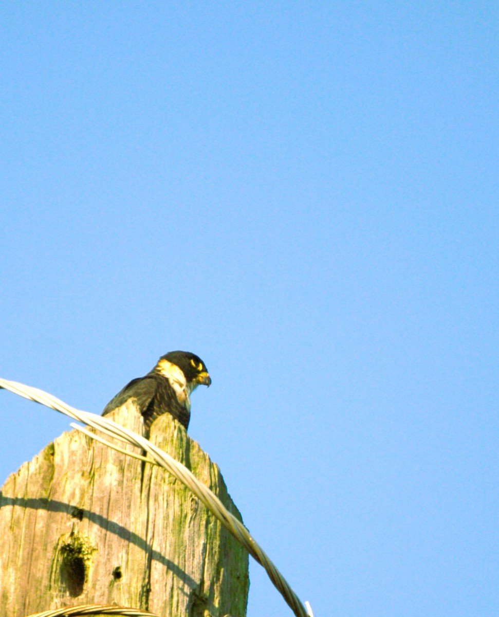 Bat Falcon - ML646276337