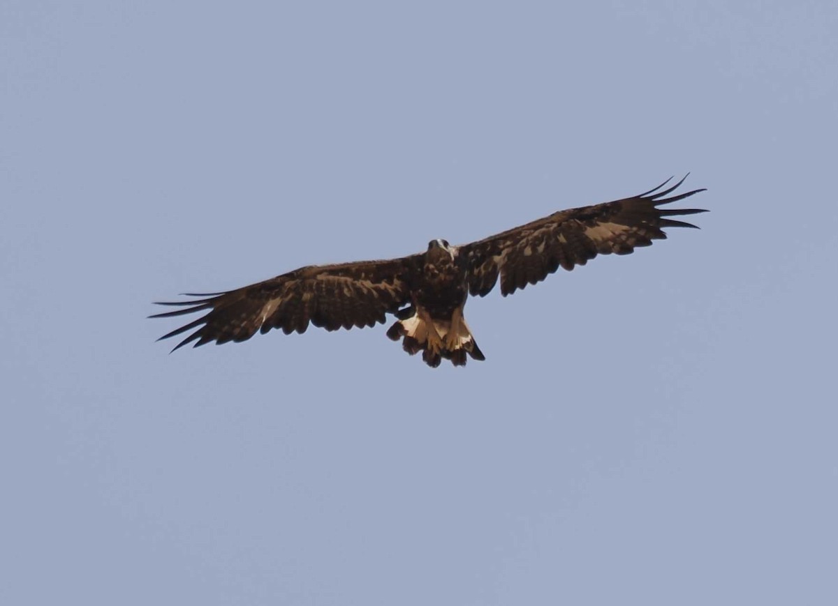 עיט זהוב - ML646276338