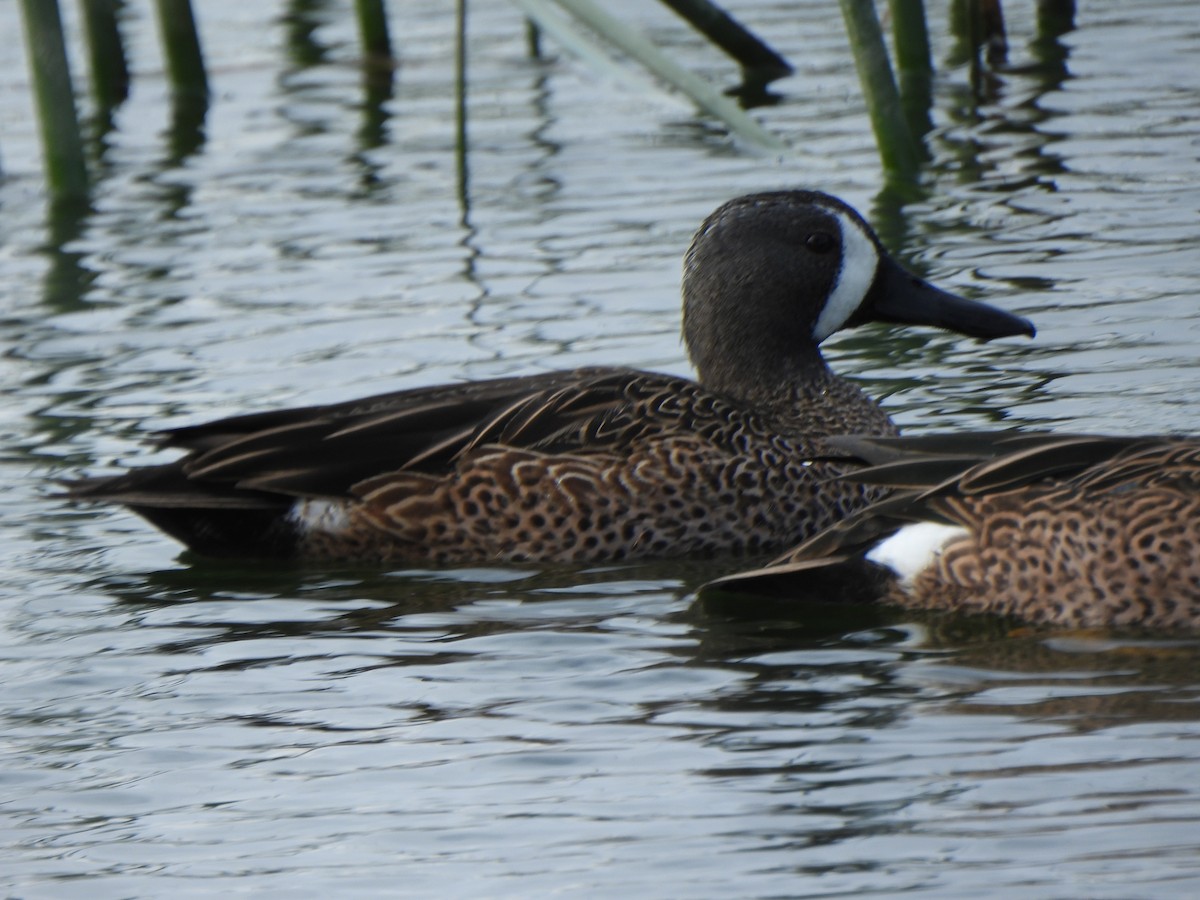 שרשיר כחול-כנף - ML646276341