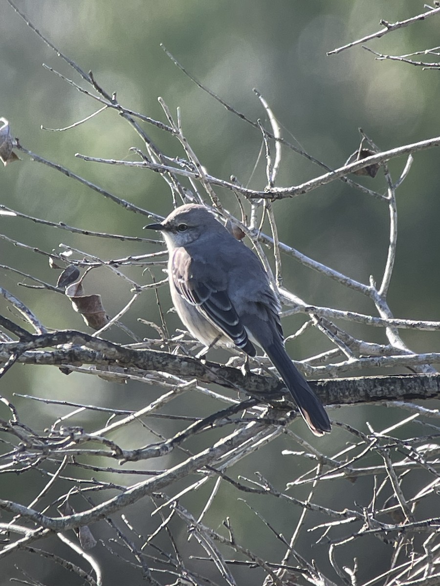 חקיינית צפונית - ML646276342