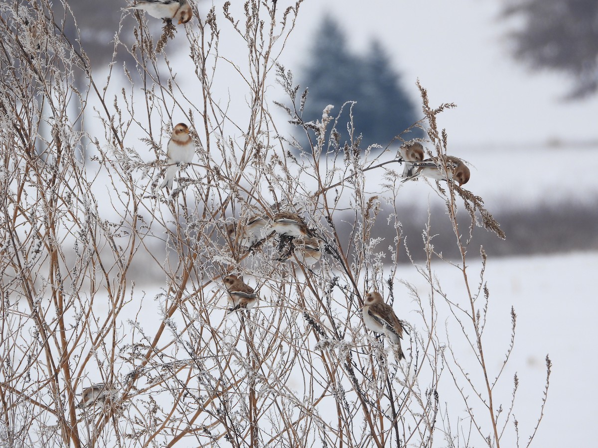 גיבתון שלג - ML646276344