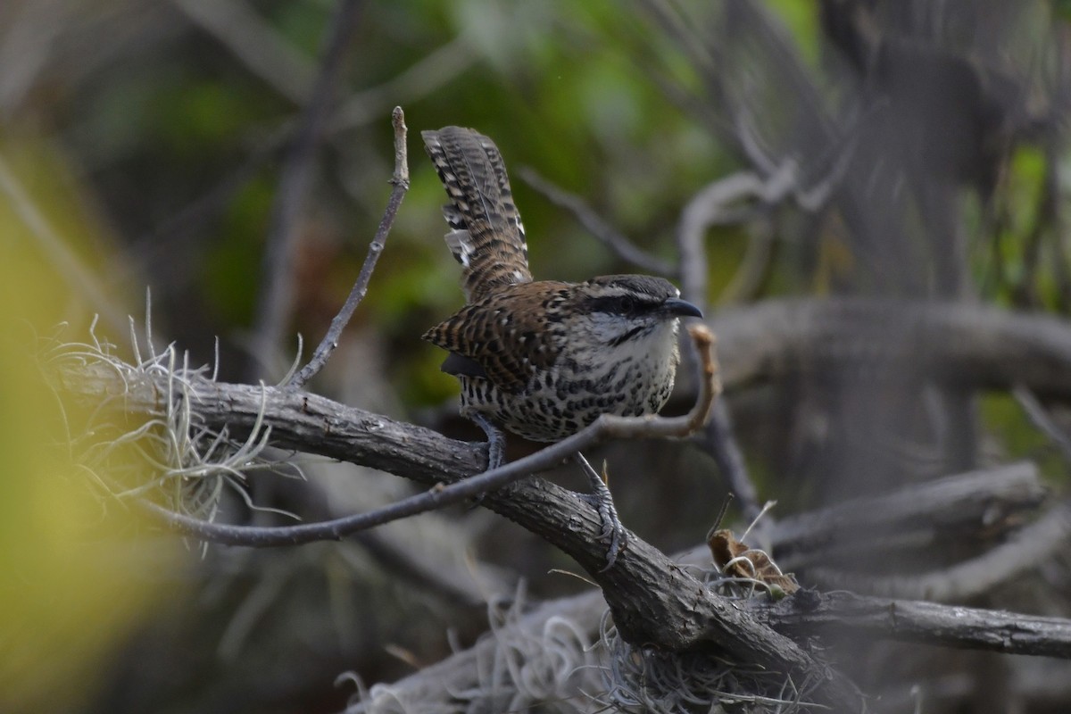 Boucard's Wren - ML646276345